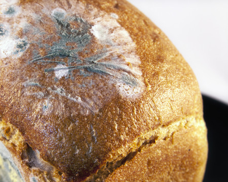 Moldy breadの写真素材