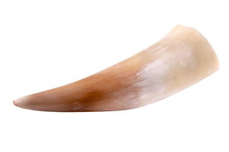 A drinking hornの写真素材