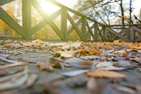 Autumn leaves in the parkの写真素材