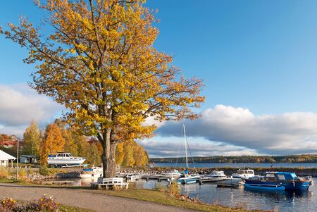 Puumala, FinlandâOctober 5, 2019: Yellow tree at Veera Pier near The Saimaa Lake. Puumala Municipality. Southern Savonia (Savo) Regionのeditorial素材
