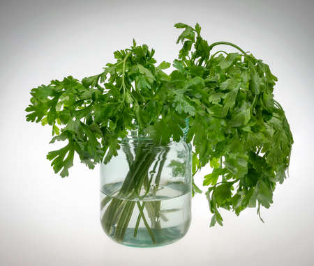 Bunch of parsley in a glass transparent bottle with water on a light backgroundの写真素材