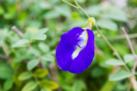 Butterfly pea flower in gardenの写真素材