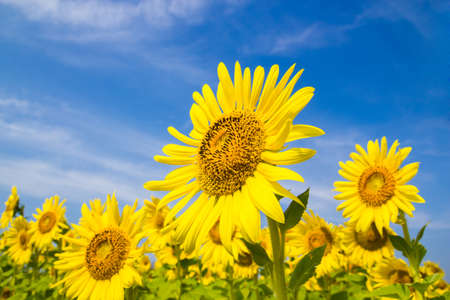 Sun Flower field, Saraburi, Thailandの写真素材
