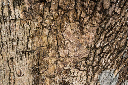 Bark of tree in nature texture