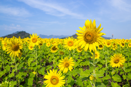 Sun Flower field, Saraburi, Thailandの写真素材
