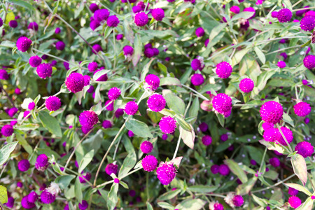 Globe amaranth or Gomphrena globosa beautiful flowers