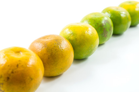 Orange fruit on white with shadowの写真素材