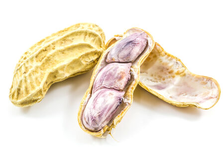 Boiled peanut on white の写真素材
