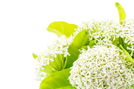 White Ixora or West Indian Jasmine Flowerの写真素材