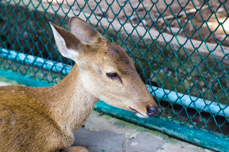 Hog deer (Hyelaphus porcinus) の写真素材