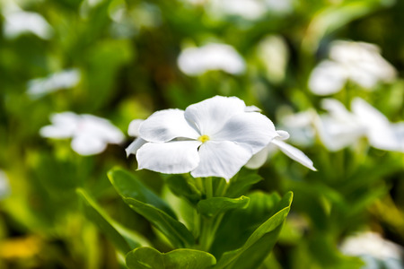 Madagascar periwinkle, Vinca,Old maid, Cayenne jasmine, Rose periwinkle, Catharanthus roseus G. Don.の写真素材