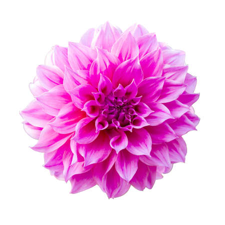 Dahlia or Dalia Flower at The Royal Agricultural Station Inthanon, Chiangrai, Thailandの写真素材