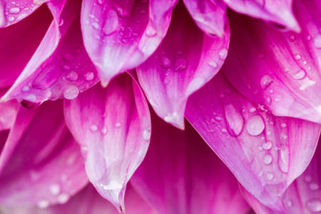 Dahlia or Dalia Flower at The Royal Agricultural Station Inthanon, Chiangrai, Thailandの写真素材