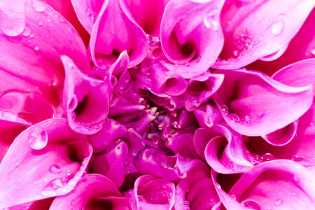 Dahlia or Dalia Flower at The Royal Agricultural Station Inthanon, Chiangrai, Thailandの写真素材