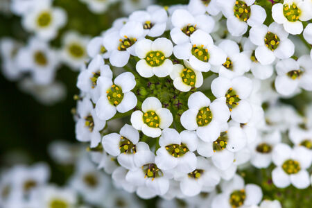Beautiful flower at Doi Inthanon, Chiangrai, Thailandの写真素材