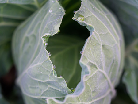 Fresh cabbage farm at Phu tup berk, Phitsanulork, Thailandの写真素材