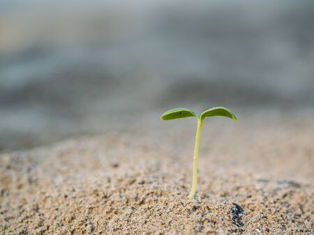 Small green plants growing on the beachの写真素材