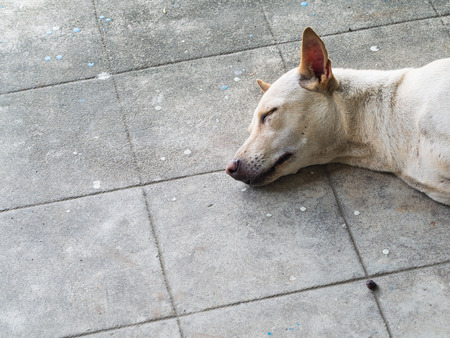 Thai dog sleeping on the cement floorの写真素材
