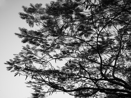 Branch of tree in black and white mode