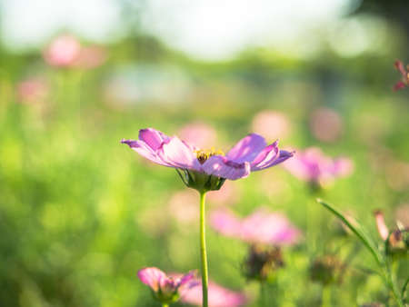 Beautiful pink cosmos flower on blurred backgroundの写真素材