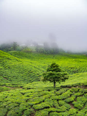 Boh Tea plantation in Cameron highlands, Malaysiaの写真素材