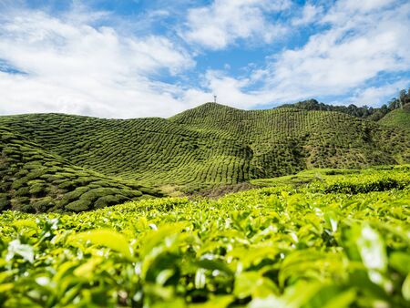 Tea plantation in the Cameron highlands, Malaysia