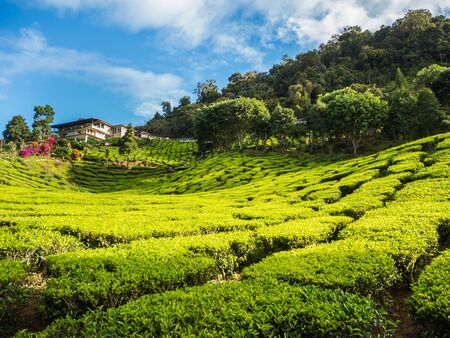 Tea plantation in the Cameron highlands, Malaysiaのeditorial素材