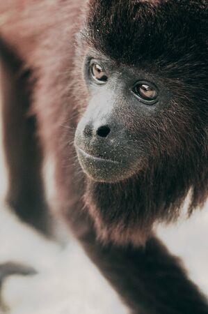 la mirada del monoの写真素材