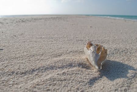 White seashell on the sand of Maldives near the ocean