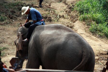 Elephant camp at Chiengmaiのeditorial素材