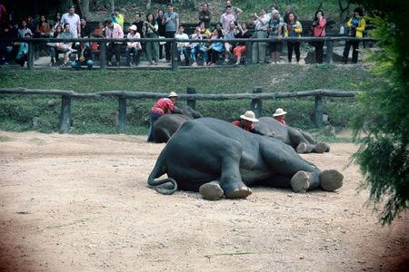Elephant camp at Chiengmaiのeditorial素材