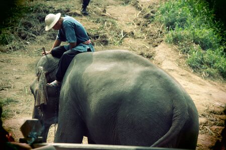 Elephant camp at Chiengmaiのeditorial素材