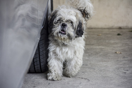 A dog looking for something near the car wheelの写真素材