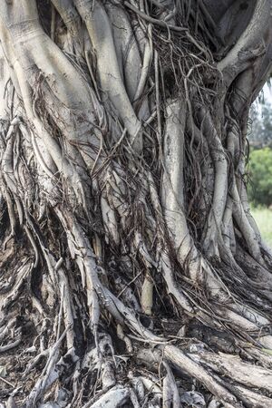 Root of tree and its textureの写真素材