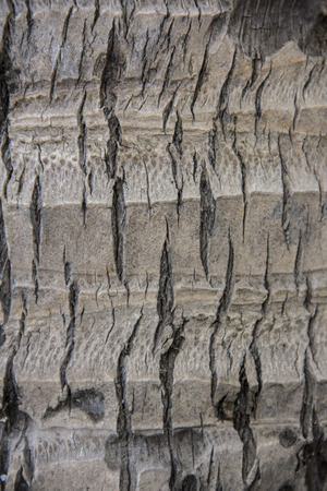 A texture of coconut tree barkの写真素材