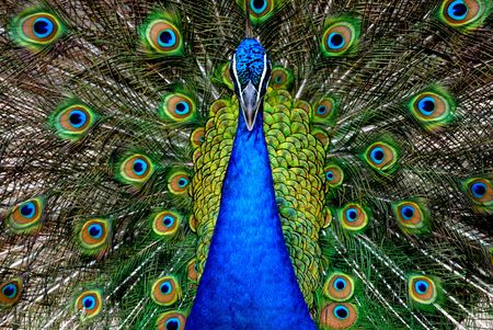 Blue Peacockの写真素材