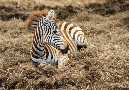 Zebra in the zooの写真素材