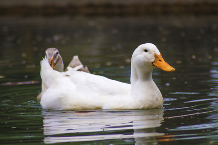 A goose swimming alone in lakeの写真素材