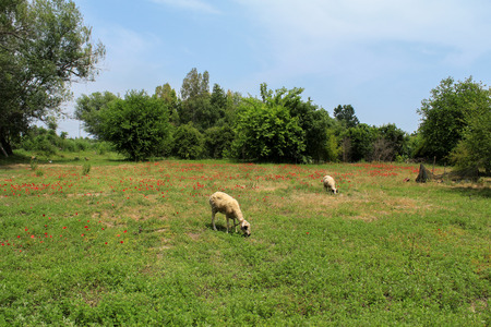 Grazing sheeps in poppy fieldの写真素材