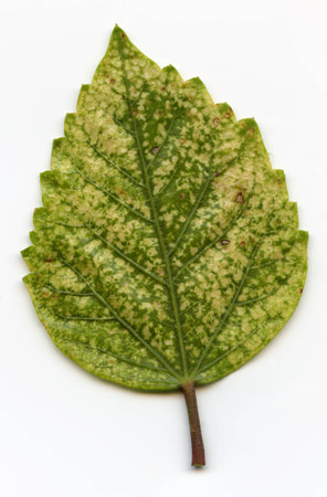 Leaves