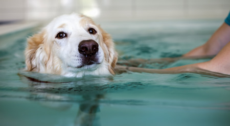 Dog is Swimming in Swimming Pool