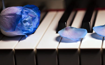 Blue Rose on Piano Keysの写真素材
