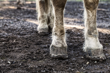 Horse Legsの写真素材