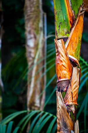 Tropic Tree