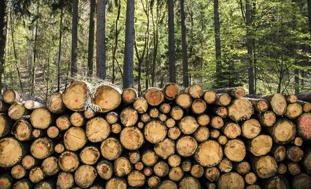 Wood Trunk in Forest