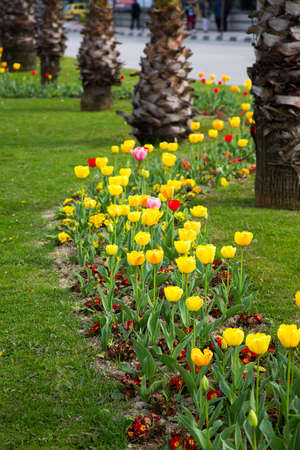 Beautiful Colorful Bouquet of Tulips in Spring Flora Natural Conceptの写真素材