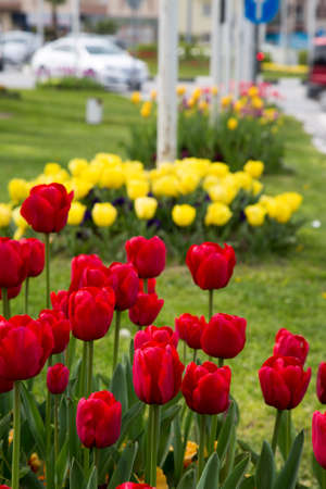 Beautiful Colorful Bouquet of Tulips in Spring Flora Natural Conceptの写真素材