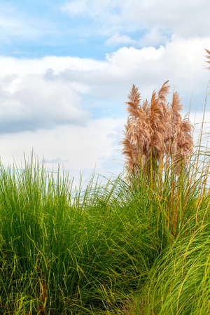 Green Plant and Reedsの写真素材