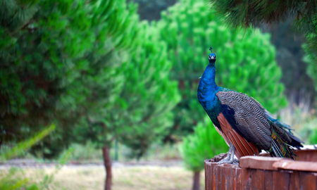 Peacock in Natureの写真素材
