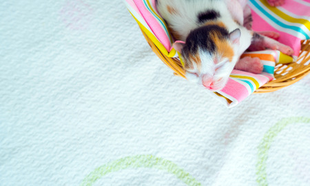 3 Days old Kitty in a Basketの写真素材